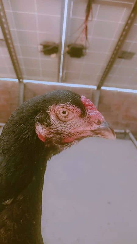 Aseel hen for sale fix price 1