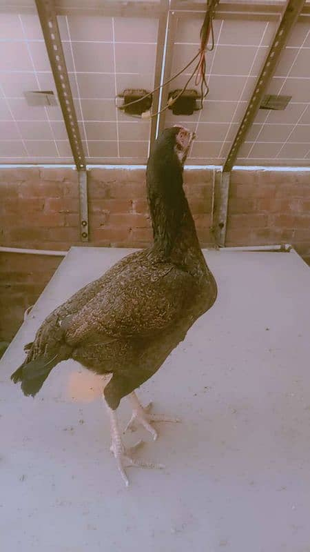 Aseel hen for sale fix price 4