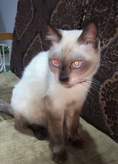 Siamese cat with blue eyes 0