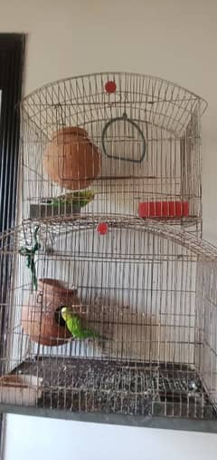 parrots for sale