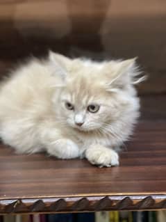 Persian kitten. Triple coated