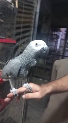 African Grey Parrot