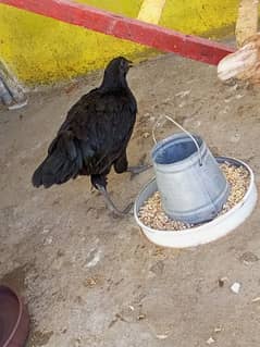 ayam cemani female