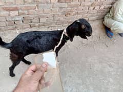 Desi bakri black female