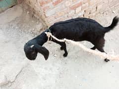 Desi bakri black female