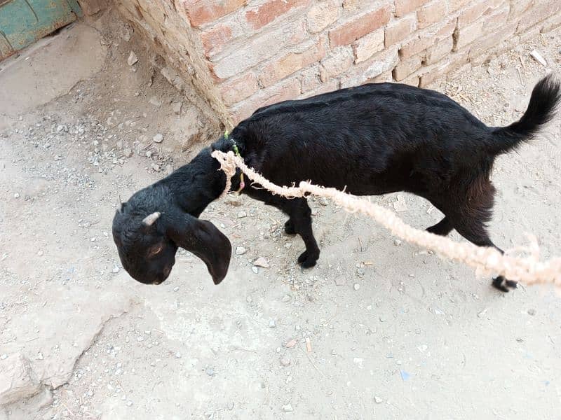 Desi bakri black female 1