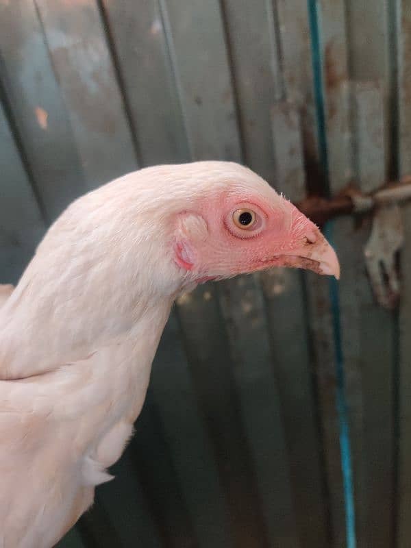 Heera aseel paper white female for sale 03164396488 2