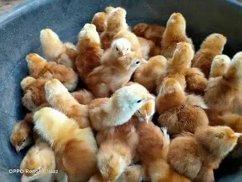 Golden Misri chicks| Australorp Chicks| Brolier|Lohman Chicks for sale 2