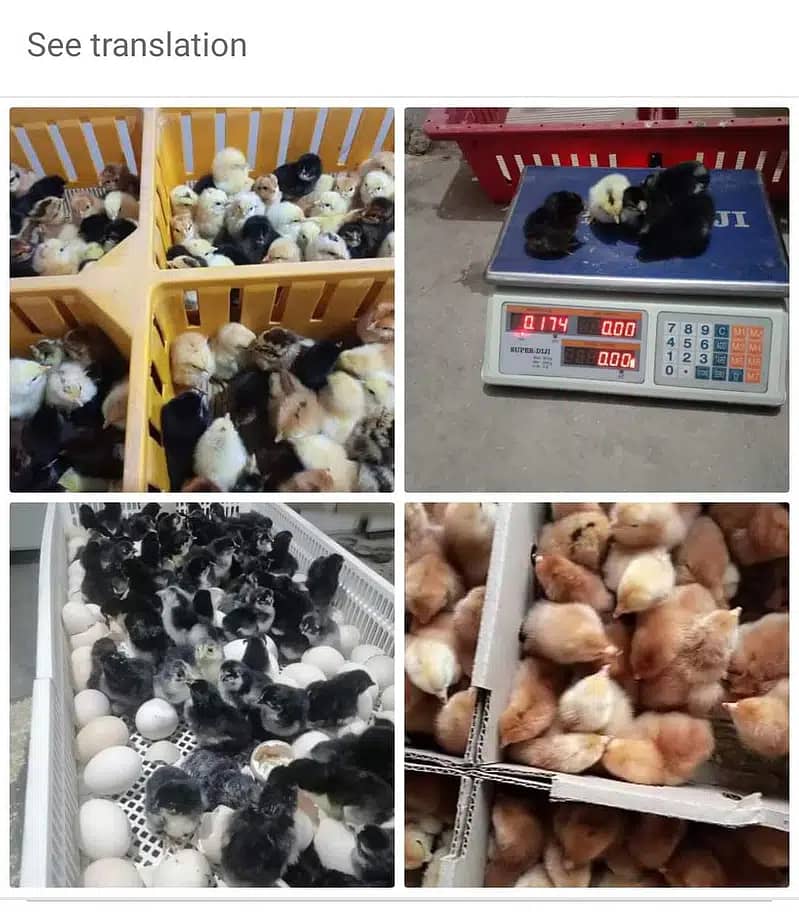 Golden Misri chicks| Australorp Chicks| Brolier|Lohman Chicks for sale 0