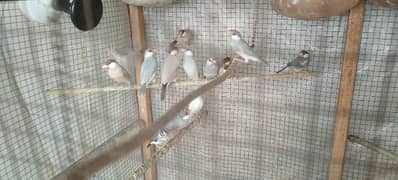 Java Finches Fawn, Silver, White and Grey