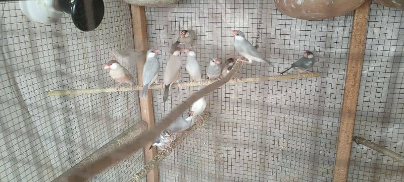 Java Finches Fawn, Silver, White and Grey 0