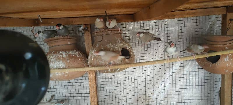 Java Finches Fawn, Silver, White and Grey 2