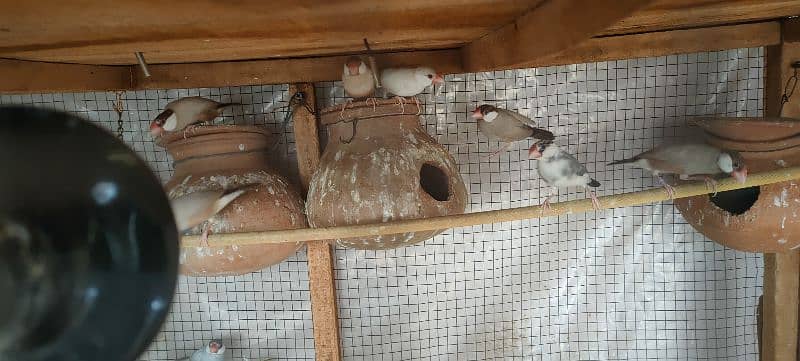 Java Finches Fawn, Silver, White and Grey 3