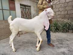 MASHALLAH Pure Gulabi Vip breader bakra