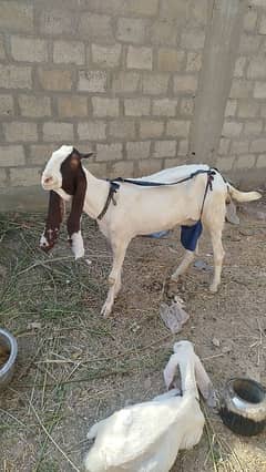 Goat with female kid for sale