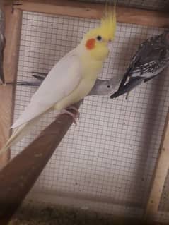 cocktail breadar Male for sale