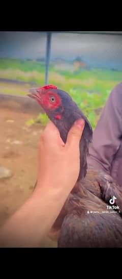 pure aseel hens 03411664955 whatsapp