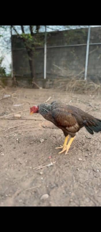 pure aseel hens 03411664955 whatsapp 4