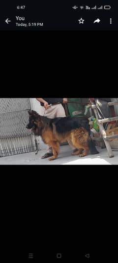 German shepherd Long coat