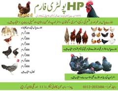 Desi Misri Golden or Austerlop Hen and Chicks and eggs are available