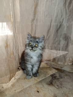 Persian Kittens Triple Coated for Sale