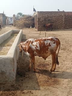 cow male. . . . . . . wacha