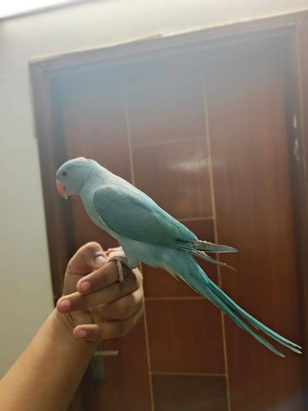 Blue ringneck 1