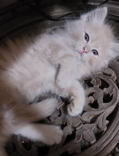 Persian Kitten | 45days | Male kittens | Persian Cat | Grey Kitten ,