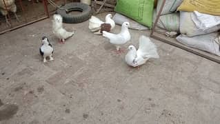 Fancy pigeons 03064328164