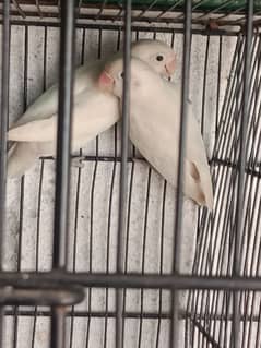 love birds colony for sale urgent exchange possible with