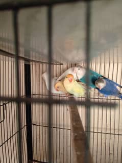 love bird crimno parablue pastel ino pf split and split ino