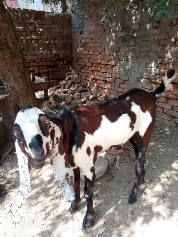 Lal beetal Amritsari For sale 0