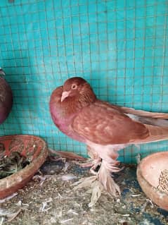 gubara pigeon