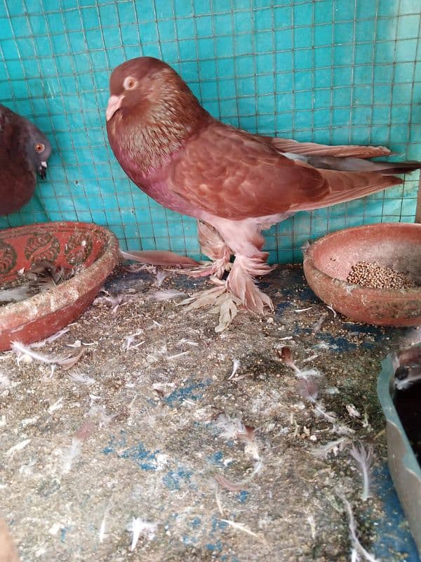 gubara pigeon 3