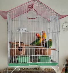 Two pairs of Lovebirds with two cages