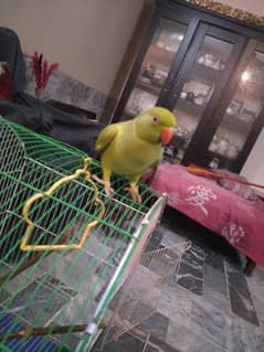 Tamed Parrot gani nikl rahi ha 03136137012