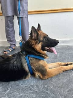 Premium Quality German Shepherd – Pink Pedigree Male