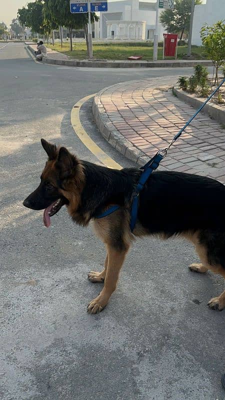 Premium Quality German Shepherd – Pink Pedigree Male 2