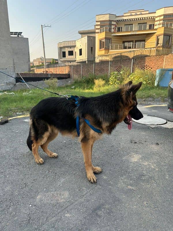 Premium Quality German Shepherd – Pink Pedigree Male 3