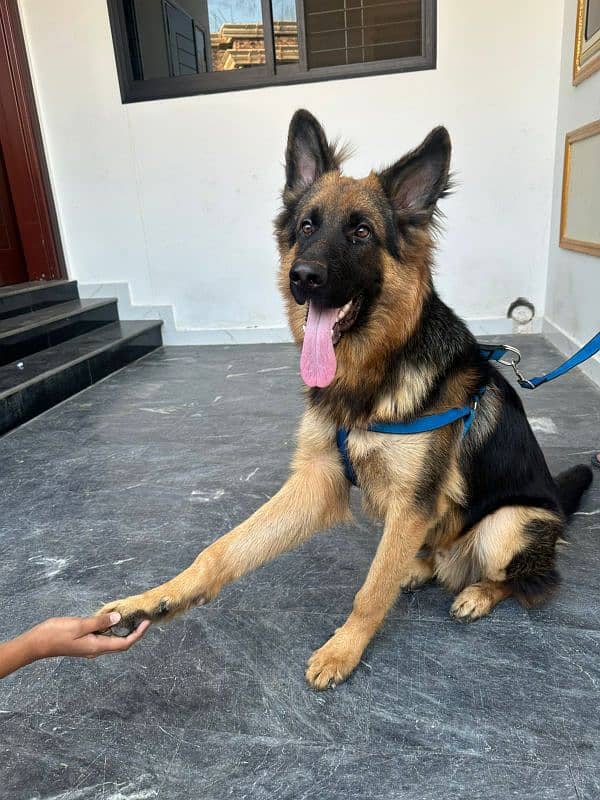 Premium Quality German Shepherd – Pink Pedigree Male 4