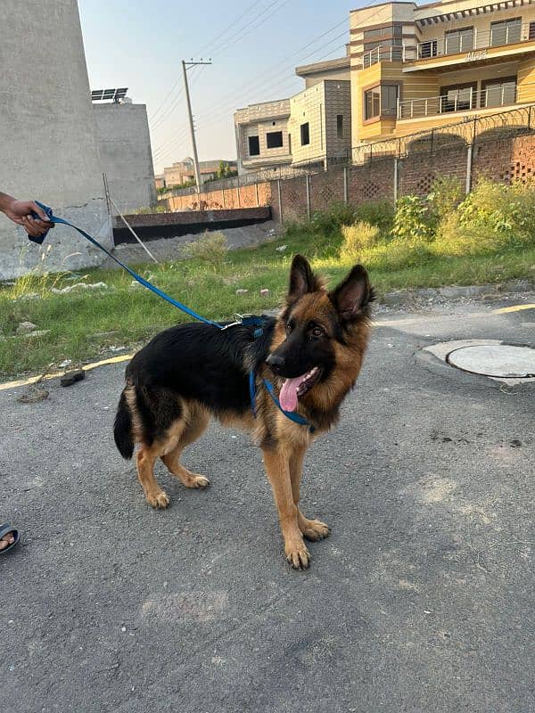 Premium Quality German Shepherd – Pink Pedigree Male 5