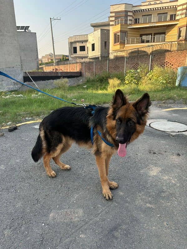 Premium Quality German Shepherd – Pink Pedigree Male 6