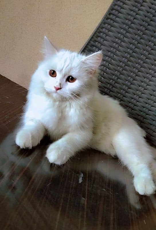 Persian Female Cat 0