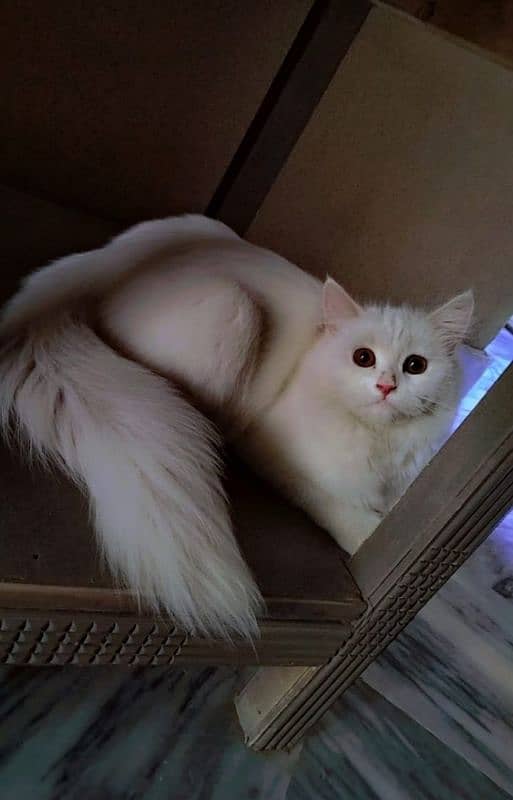 Persian Female Cat 2