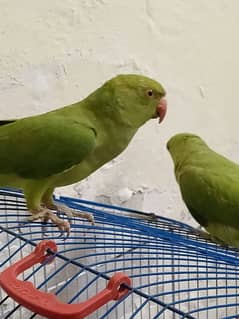 Beautiful Katha Parrot Pair