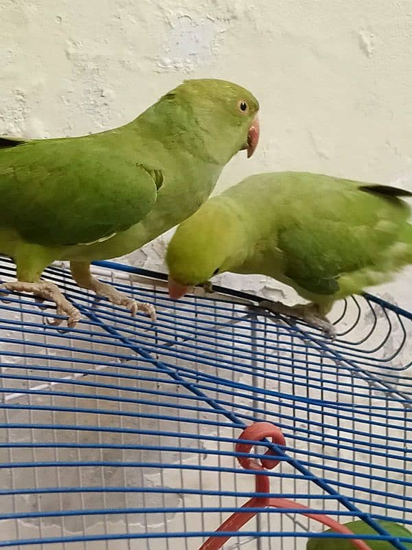 Parrot Pair 2