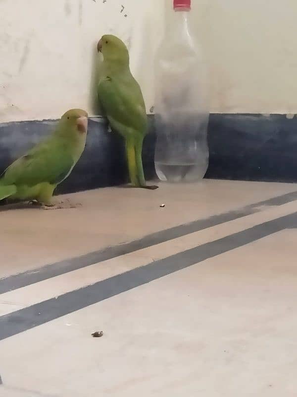 Parrot Pair 4