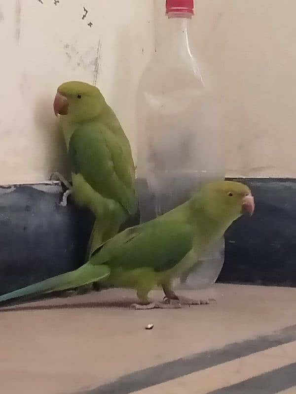 Parrot Pair 5