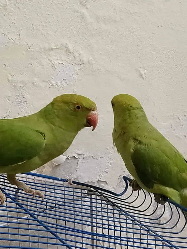 Parrot Pair 6