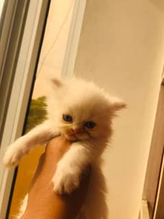 Pure White Persian Kittens with Rare Blue Eyes Triple Coat, Playful